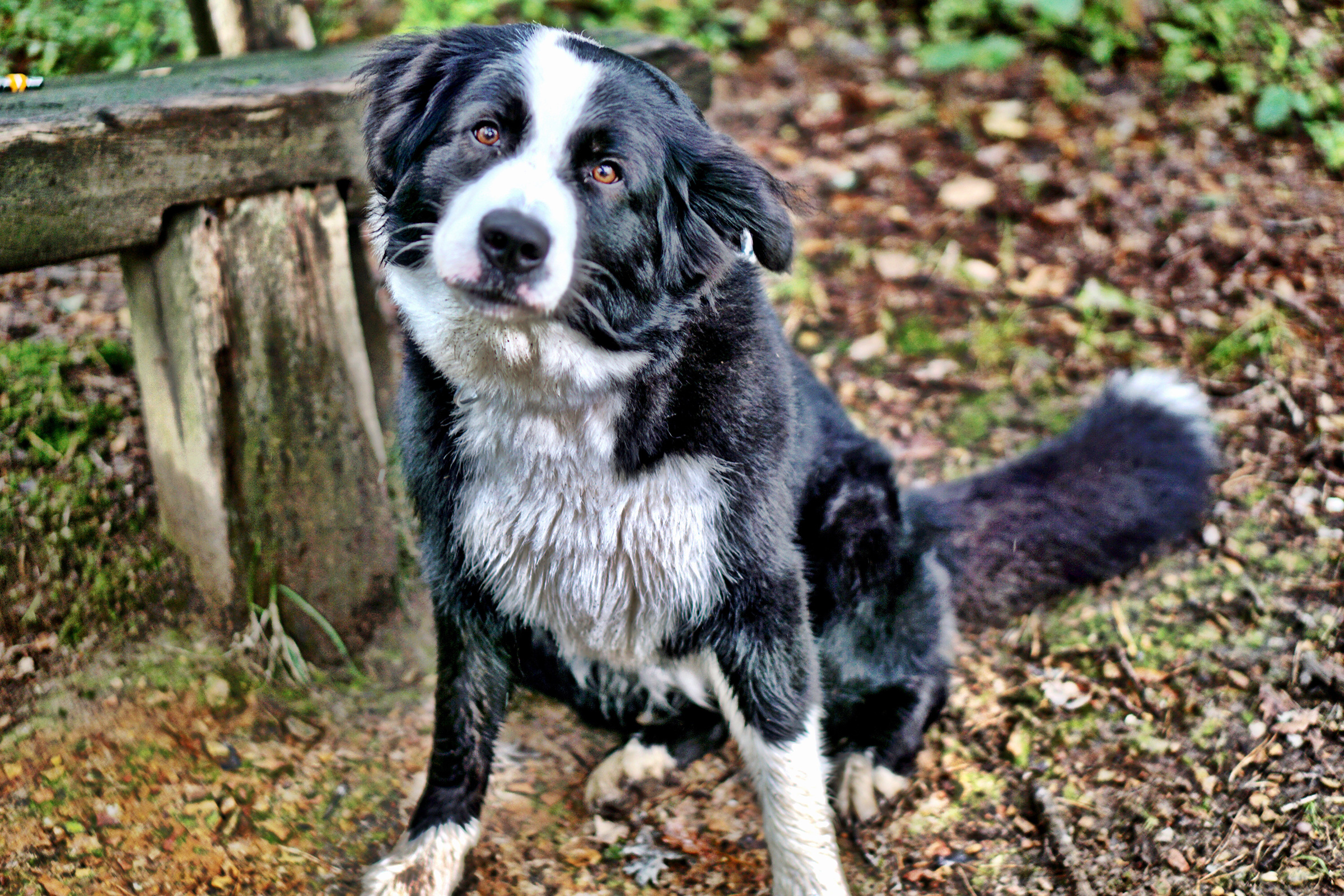 border-collie
