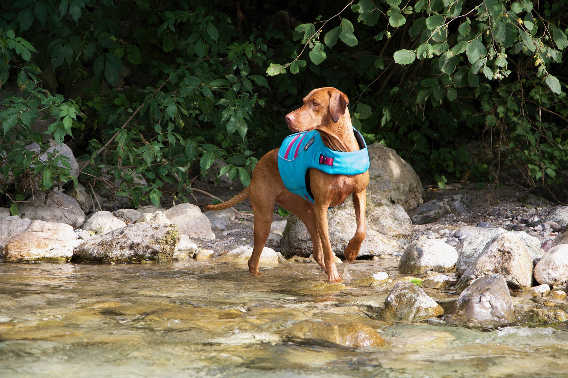 water-safety-dog-in-dtream