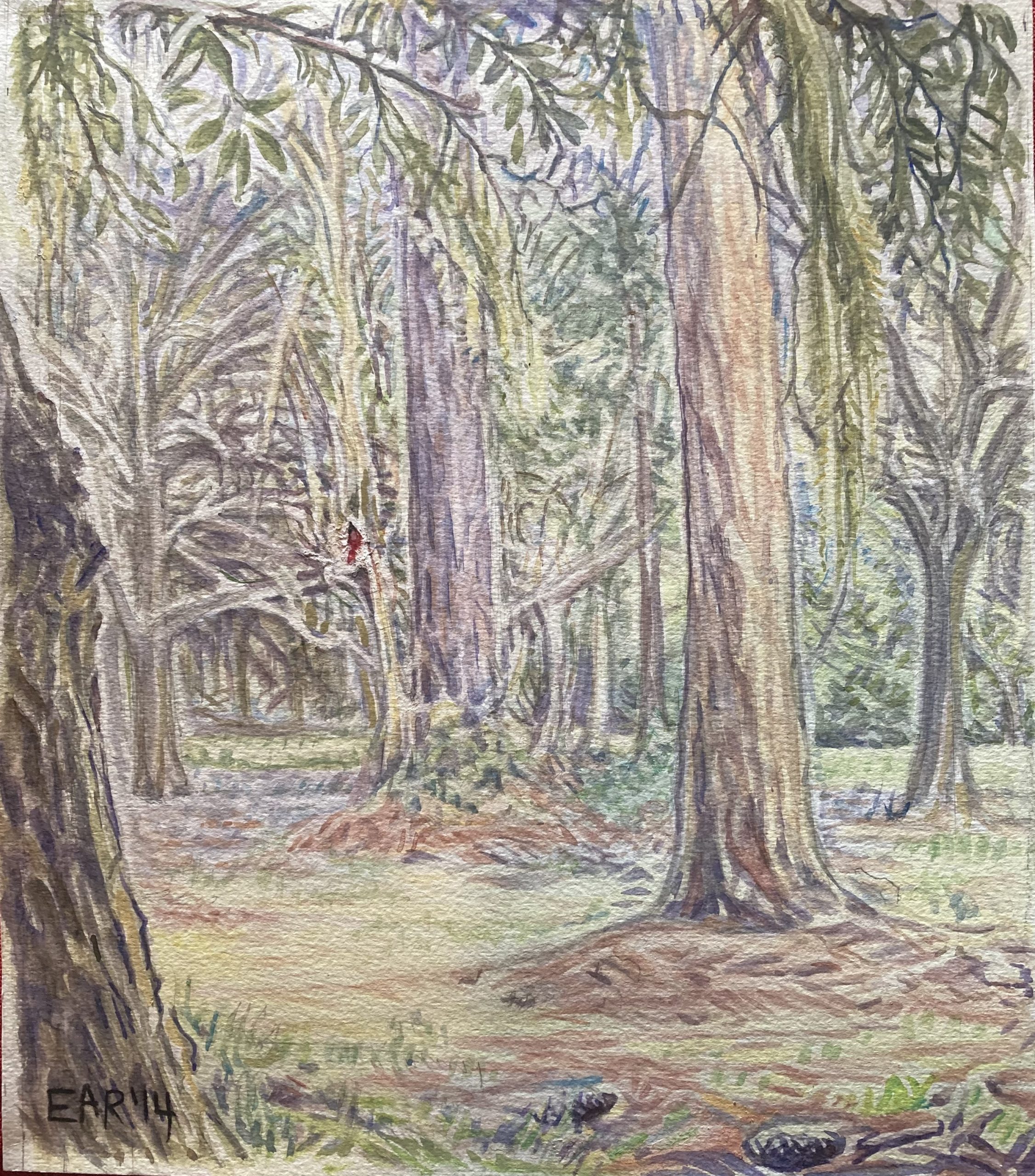 Longleaf-Pine-Live-Oak-and-Cardinal